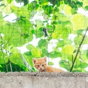 豆瓣组 街猫也可爱